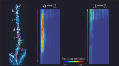 SOURCE: <a href="https://doi.org/10.1126/science.1189664" target="_blank" rel="noopener">Branco et al. 2010</a>
