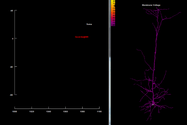 Electric excitability at the membrane of the neuron causing an action potential. SOURCE: <a href="https://commons.wikimedia.org/wiki/File:Back_propagating_action_potential.gif" target="_blank" rel="noopener">Wikimedia Commons</a>