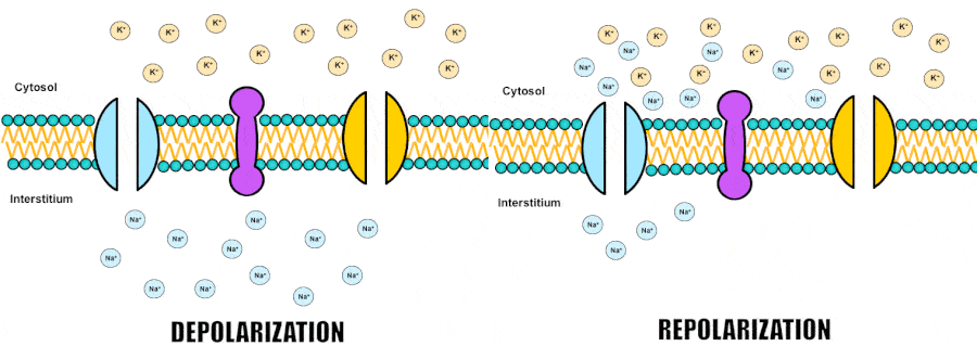 Ions movement during depolarization and repolarization. SOURCE: <a href="https://blogs.ubc.ca/mrpletsch/2019/04/29/the-nervous-system-part-3-impulse-transmission/" target="_blank" rel="noopener">UBC Blogs</a>