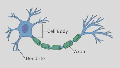 The three main parts of a neuron. SOURCE: <a href="https://www.thepartnershipineducation.com/resources/nervous-system" target="_blank" rel="noopener">The Partnership in Education</a>