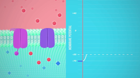 Sodium gates (purple) let forth a flood of positive sodium ions (red) into the neuron, resulting in depolarization. SOURCE: <a href="https://www.youtube.com/watch?v=OZG8M_ldA1M" target="_blank" rel="noopener">Crash Course</a>