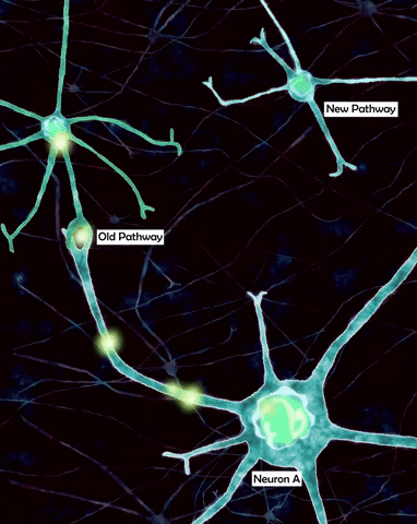 Neurons creating new pathways through synaptic plasticity. SOURCE: <a href="https://giphy.com/gifs/science-experiment-manifestationwithsami-neuroplasticity-DcoTvMAwrzAbXrVnuC" target="_blank" rel="noopener">GIPHY</a>