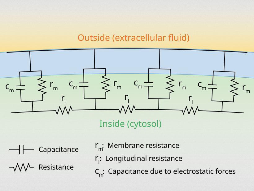 Cable theory&rsquo;s simplified view of a neuronal fiber. SOURCE: <a href="https://en.wikipedia.org/wiki/Cable_theory" target="_blank" rel="noopener">Wikipedia</a>