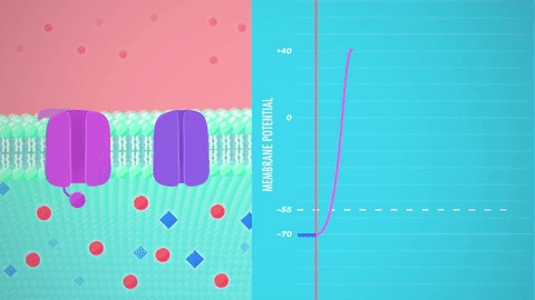 Membrane repolarization. Sodium channels (light purple) close. Potassium channels (dark purple) open and diffuse positively charged ions out of the cell. SOURCE: <a href="https://www.youtube.com/watch?v=OZG8M_ldA1M" target="_blank" rel="noopener">Crash Course</a>
