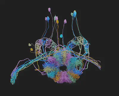 Researchers recently mapped a total of 25,000 neurons, with over 20 million connections, in a region of the fruit fly brain important for learning, memory and navigation. A diagram of the neurons involved in navigation shown here reveals how the complex neural circuitry is organized. CREDIT: FLYEM / JANELIA RESEARCH CAMPUS