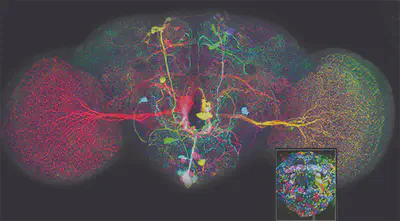 In the fruit fly brain shown above, scientists selectively labeled neurons that release octopamine, a neurochemical involved in several behaviors, including sleep and aggression.  The image at the right reveals some 2,000 neurons that play a role in a male fruit fly's courtship behavior.  CREDIT: COURTESY OF PHUONG CHUNG AND JULIE H. SIMPSON