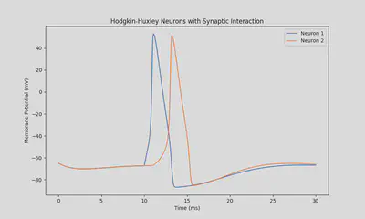Neurons 1 and 2 activations when the synapse in between is excitatory.
