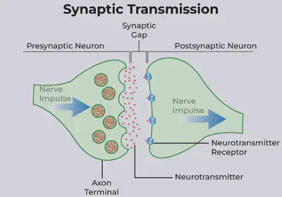 A figure illustrating the presynaptic neuron, the postsynaptic neuron, and the impulse transmission between them. SOURCE: [GeeksforGeeks](https://www.geeksforgeeks.org/difference-between-presynaptic-neuron-and-postsynaptic-neuron/).