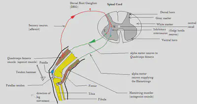 SOURCE: https://commons.wikimedia.org/wiki/File:Patellar_tendon_reflex_arc.png